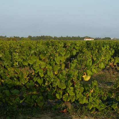 Cover image: Explorez le Vignoble Nantais : Clisson et Oudon