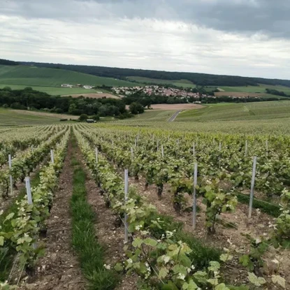vue sur les vignes à Le breuil 51 Marne