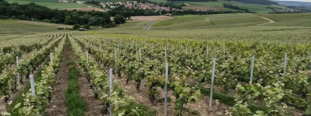 vue sur les vignes à Le breuil 51 Marne