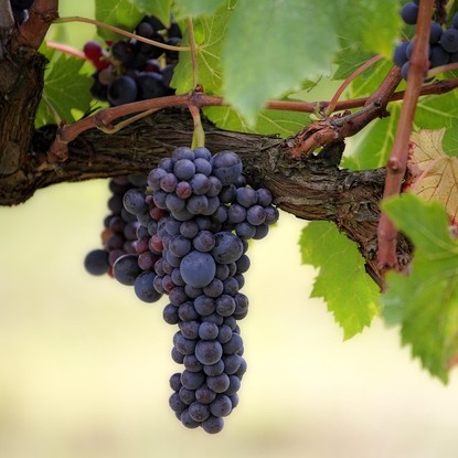 Vue des vignes à Verzy 51 Marne
