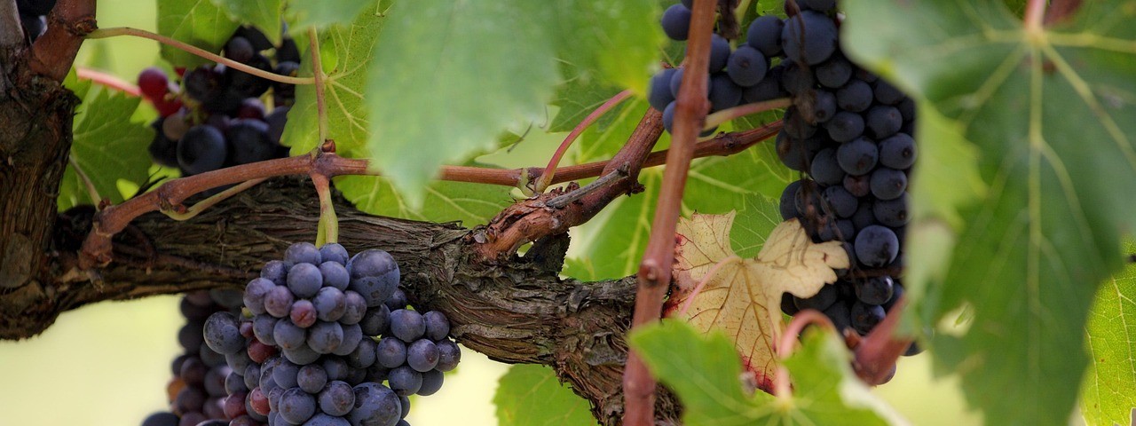 Vue des vignes à Verzy 51 Marne