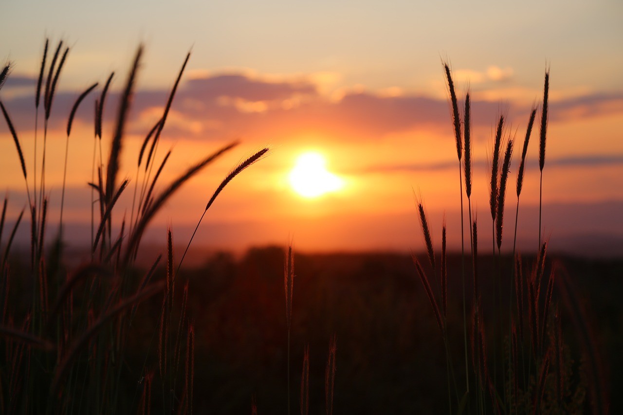 Coucher de soleil  à Lachy Marne 51