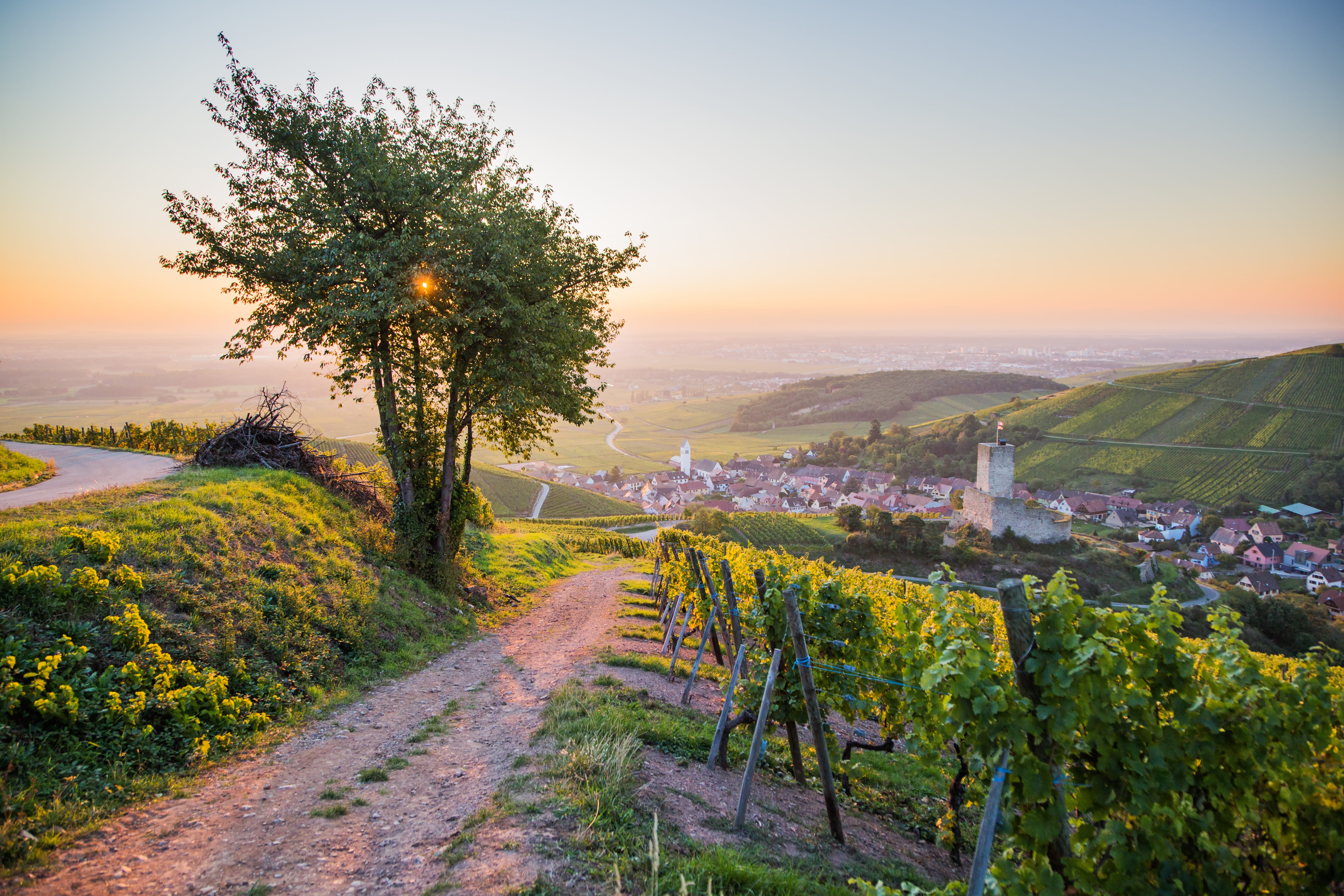 Magnifique lever de soleil sur le vignoble alsacien dans le village de Katzenthal au coeur de la Route des Vins