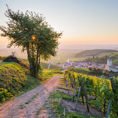 Magnifique lever de soleil sur le vignoble alsacien dans le village de Katzenthal au coeur de la Route des Vins