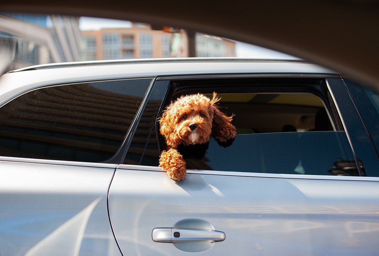 Petit chien marron avec une tête bouclée sortant la tête par la fenêtre d'une voiture en mouvement