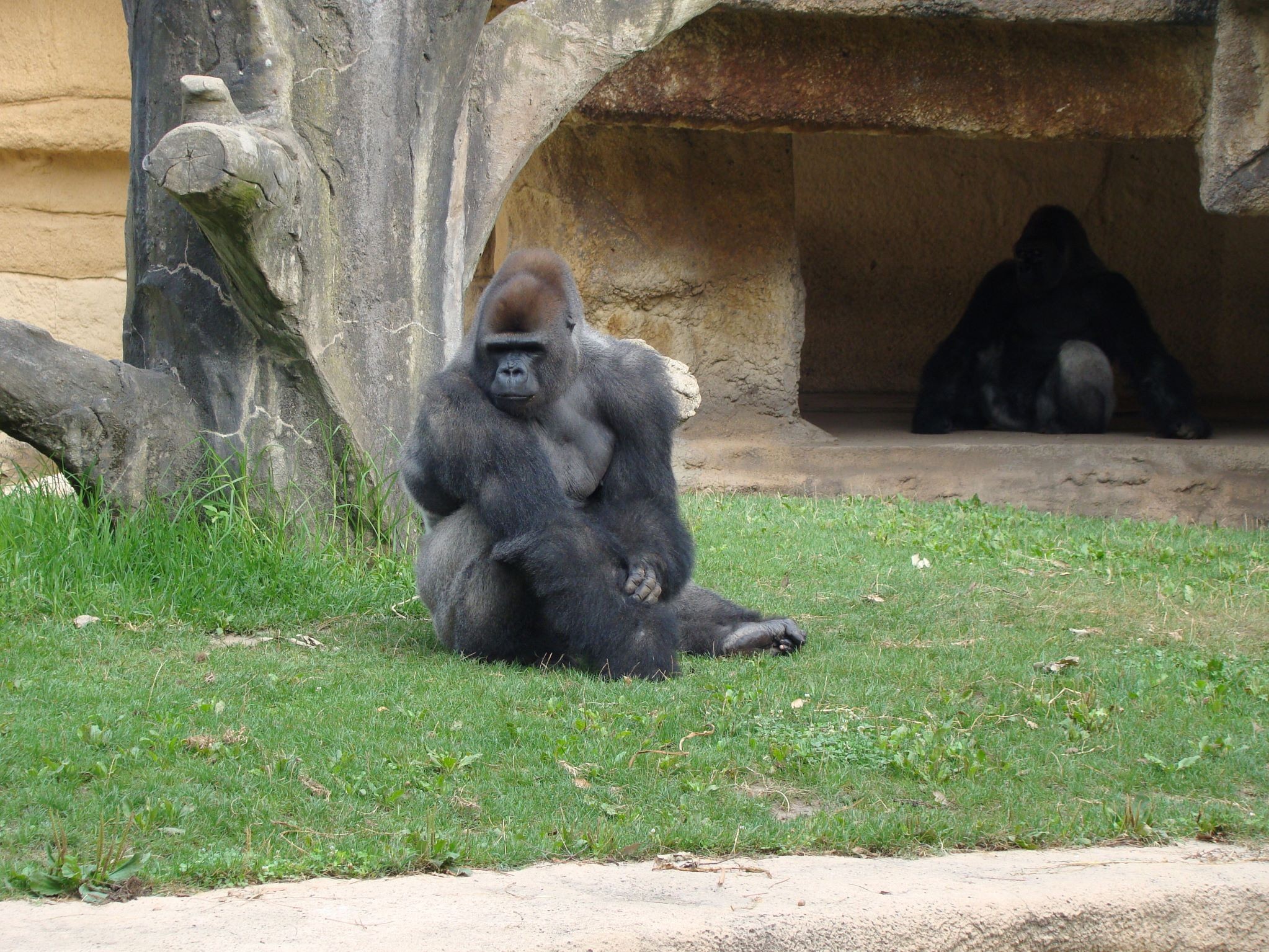 Un gorille assis au sol avec un tronc d’arbre derriere lui au Zoo de La Palmyre