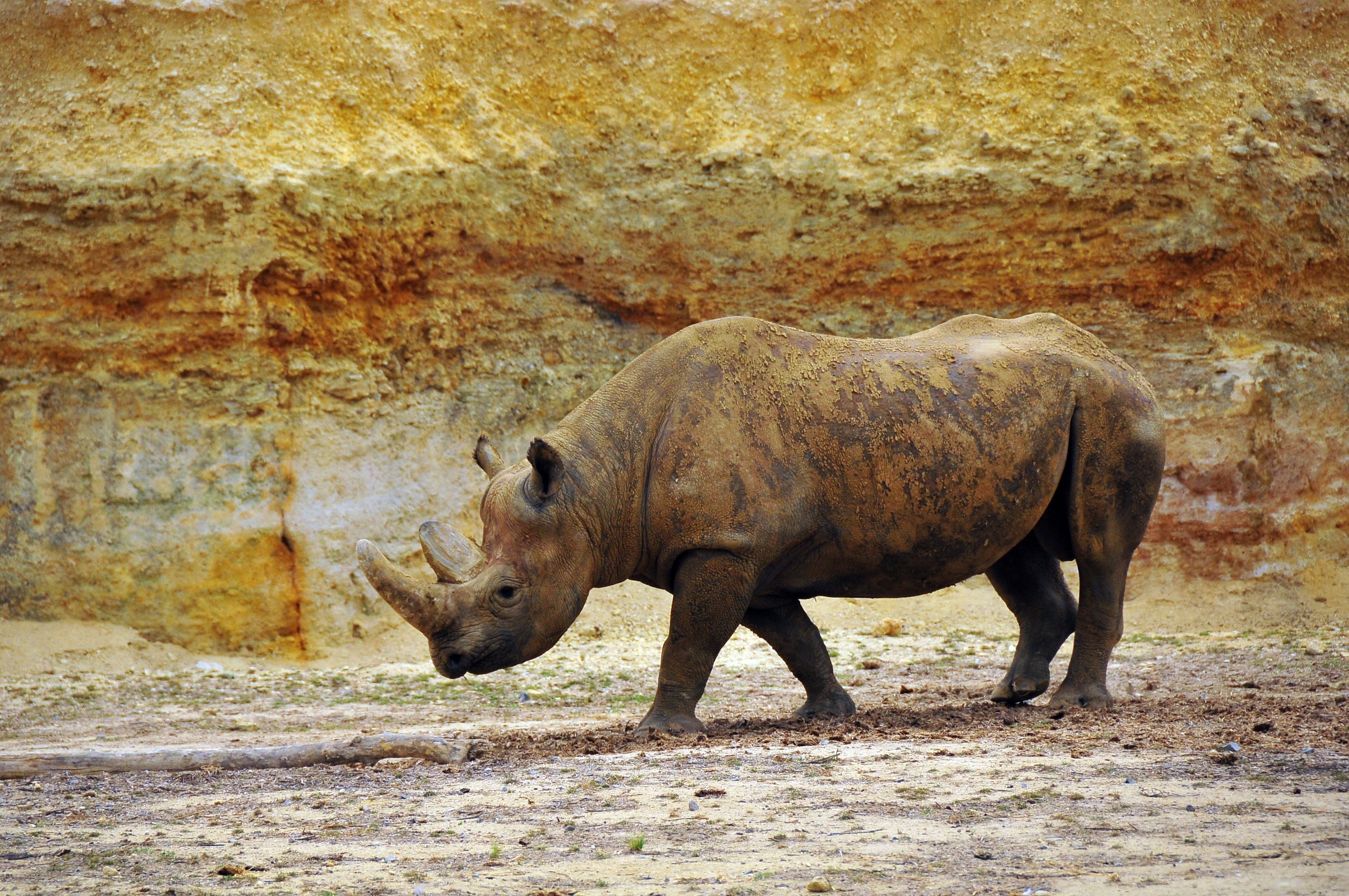 Rhinocéros noir au Bioparc de Doué-la-Fontaine.