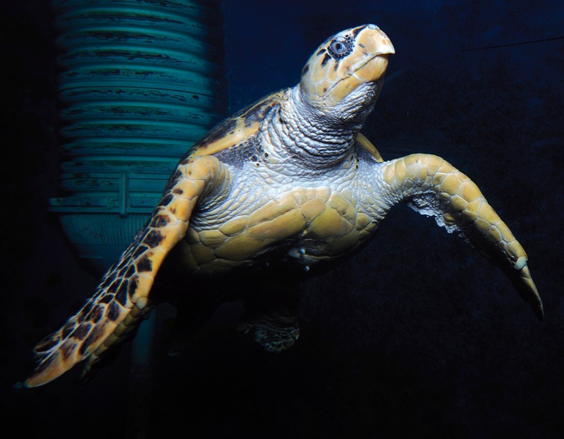 Tortue imbriquée nageant dans un aquarium à l'Aquarium de Saint-Malo