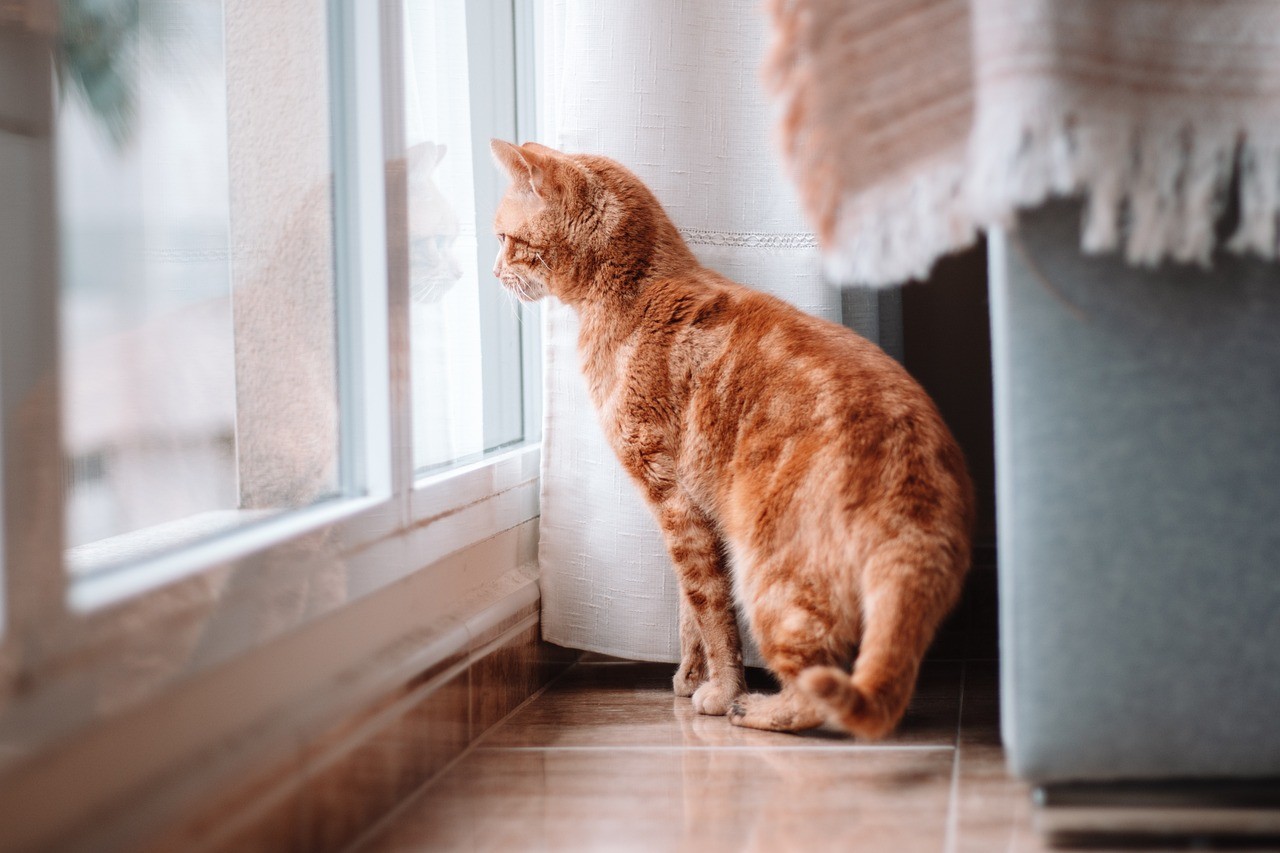 Chat roux assis devant une fenêtre regardant dehors dans un intérieur lumineux