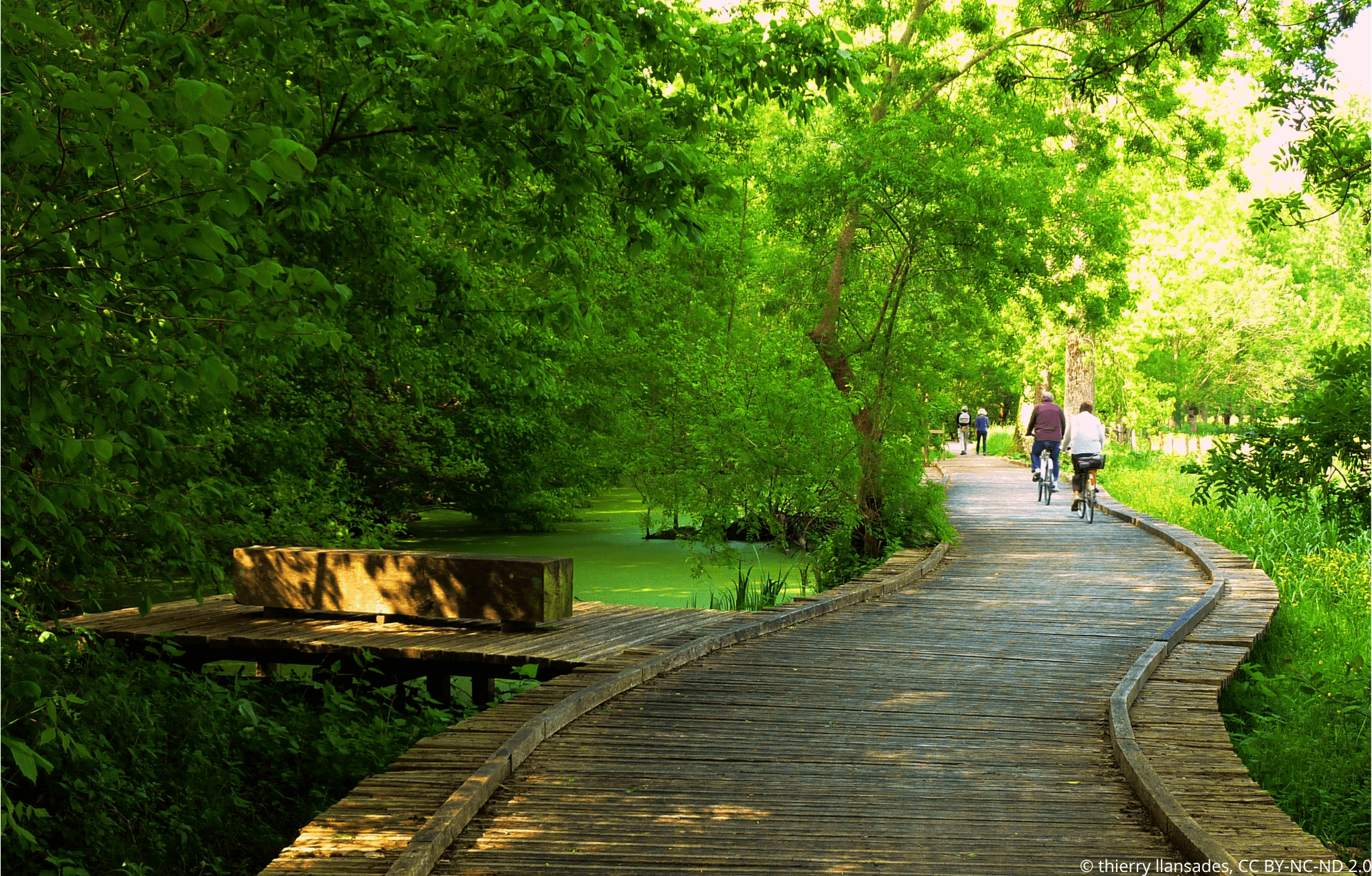 Personnes faisant du vélo sur les pistes cyclables sur pilotis au dessus du Marais Poitevin, en pleine nature