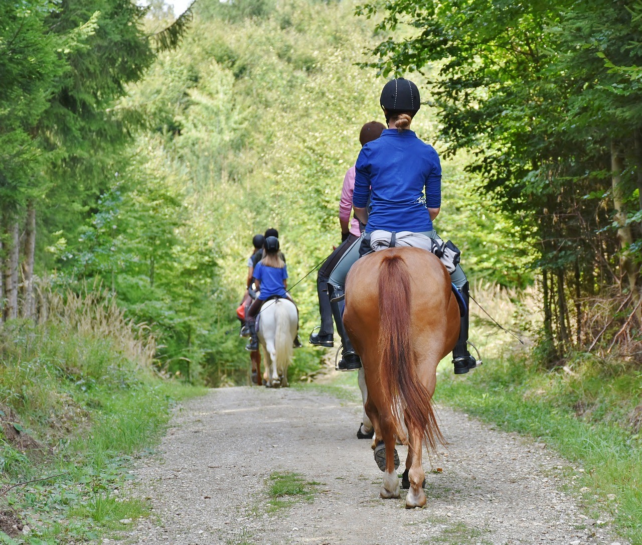 Groupe de cavaliers à cheval sur un sentier forestier.