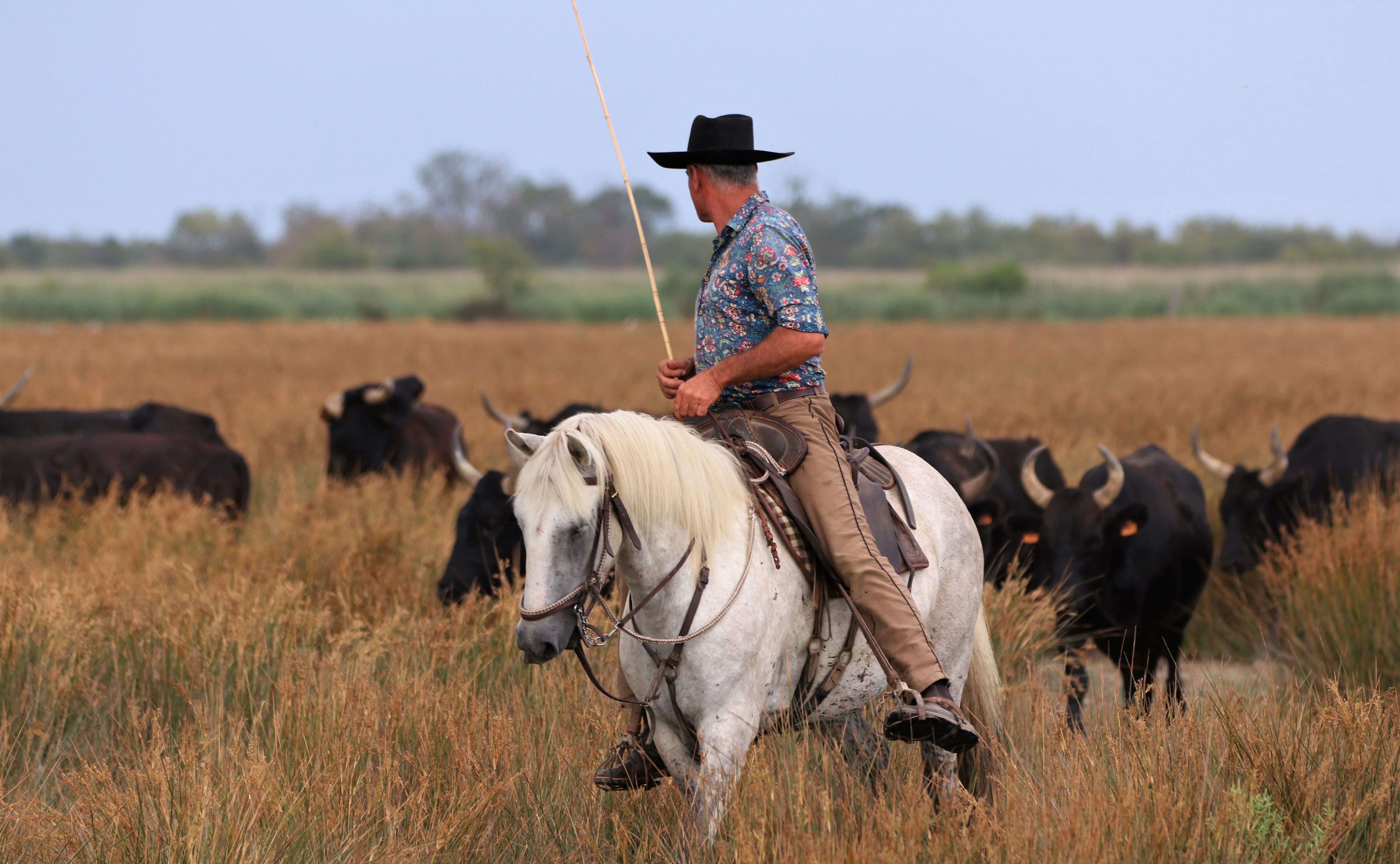 Gardian sur son cheval blanc de camargue avec les taureaux noirs