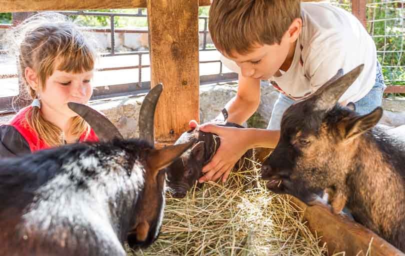Deux enfants caressant des chèvres dans une ferme, expérience éducative et conviviale à la ferme.