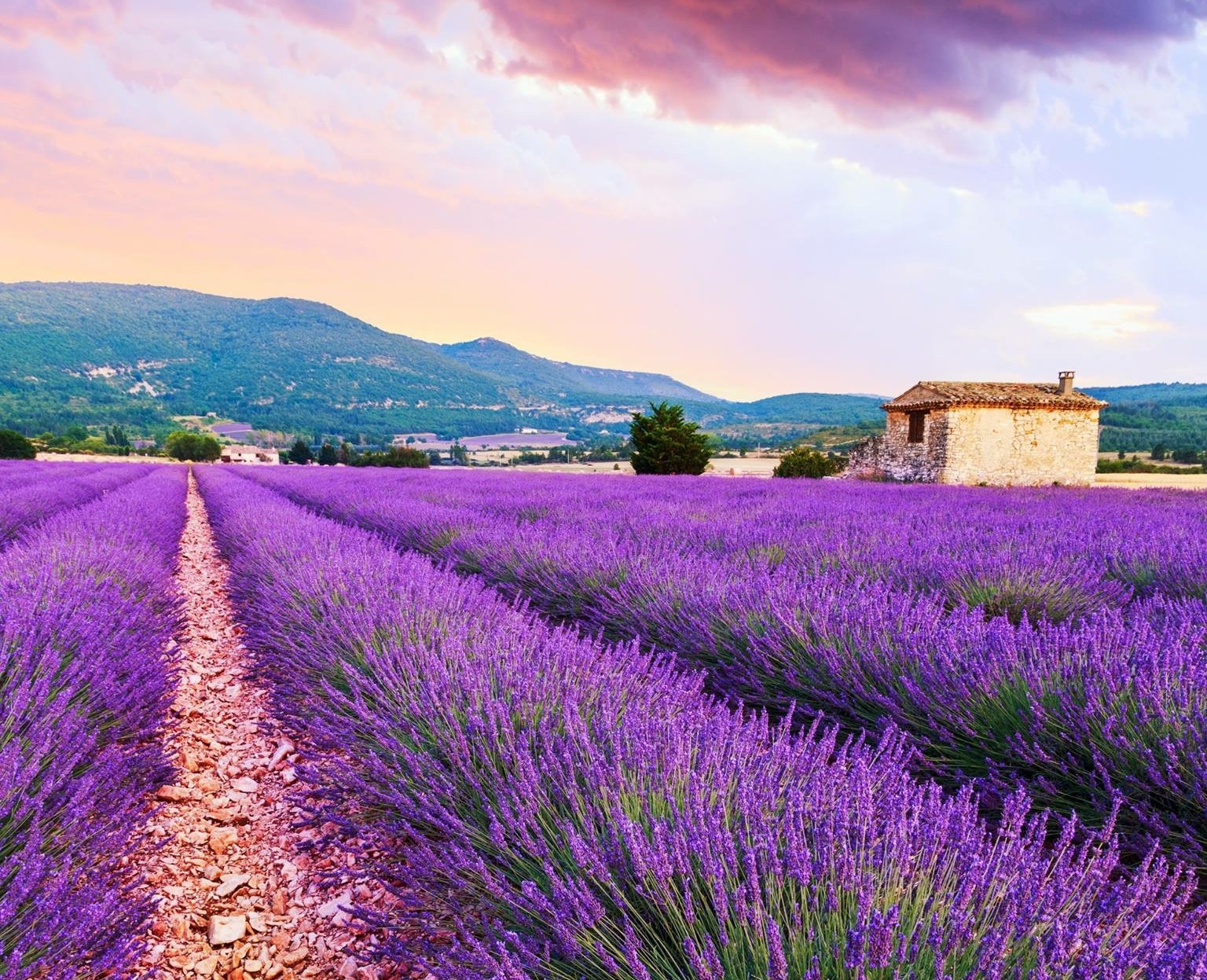 Au milieu d’une rangée d’un champ de lavande, vue d’un cabanon sur le plateau de Valensole et des montagnes au loin en fin de journée, avec un ciel et des nuages aux teintes mauves