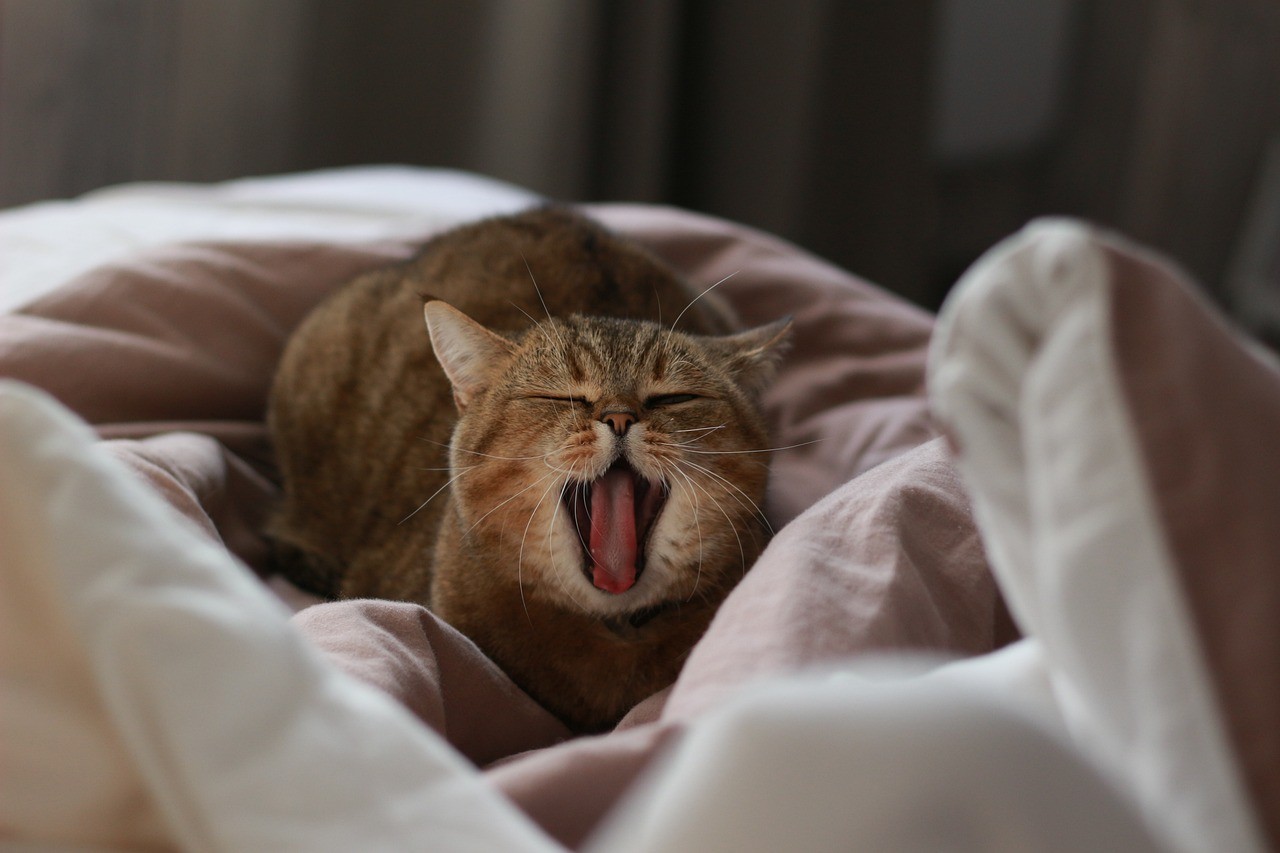 Chat allongé sur un lit, bâillant avec les yeux fermés, entouré de draps.