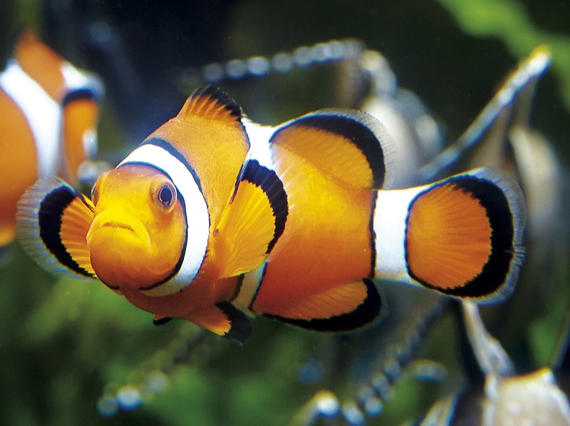 Poisson-clown à trois bandes nageant dans un aquarium à l'Aquarium de Saint-Mal