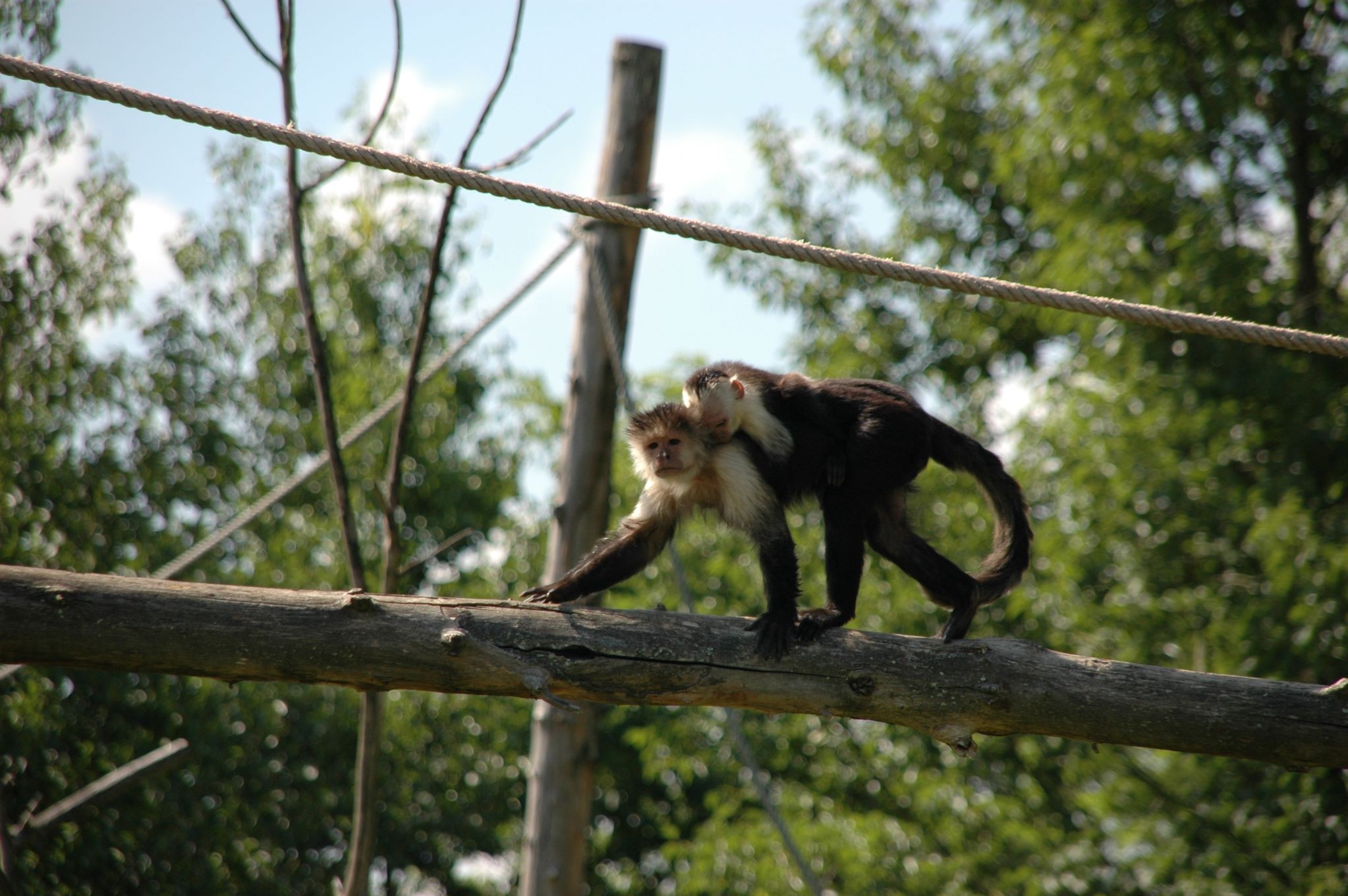 Un singe avec son bébé sur le dos sur un filin en hauteur dans La Vallée des Singes
