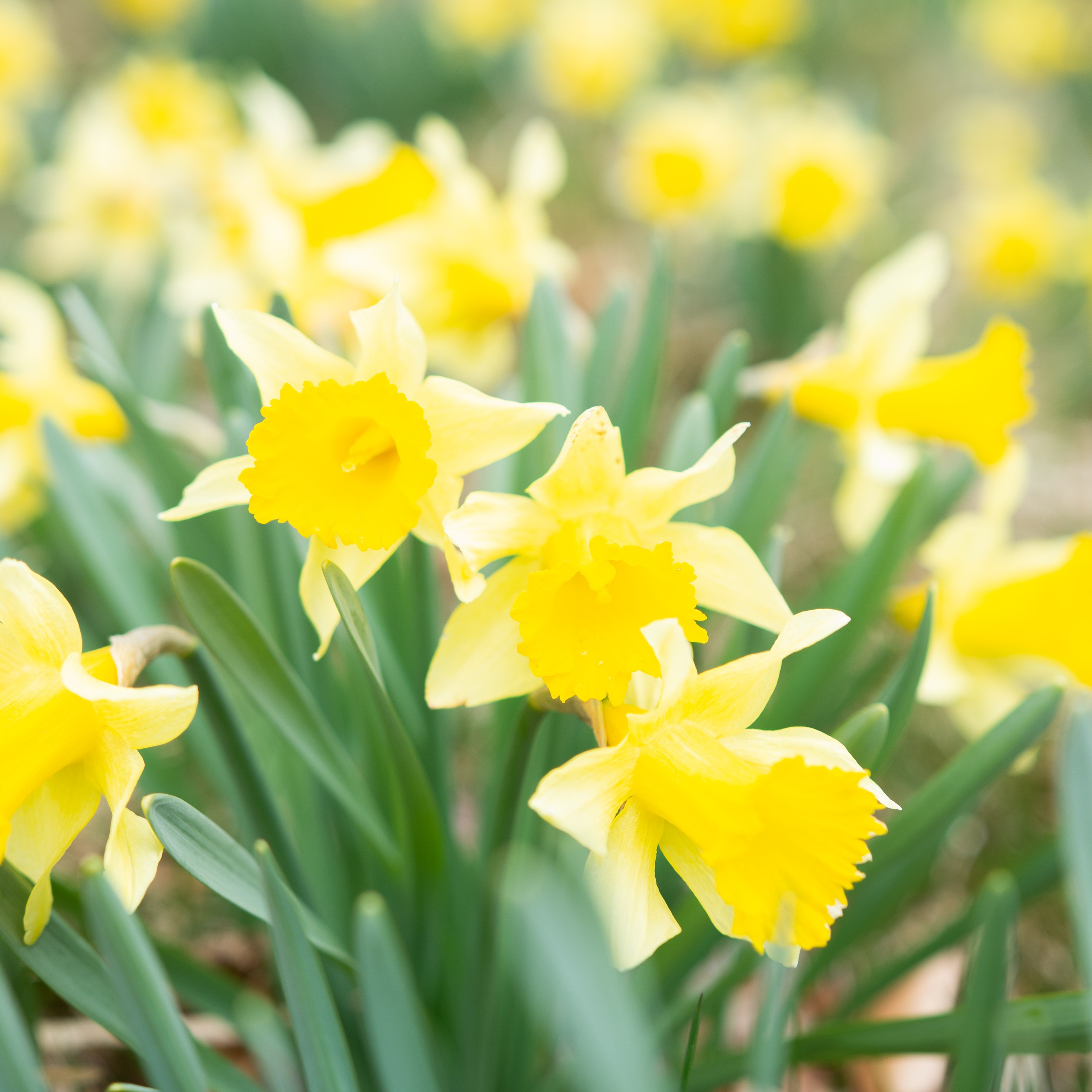 Fête des Jonquilles à Gerardmer dans les Vosges