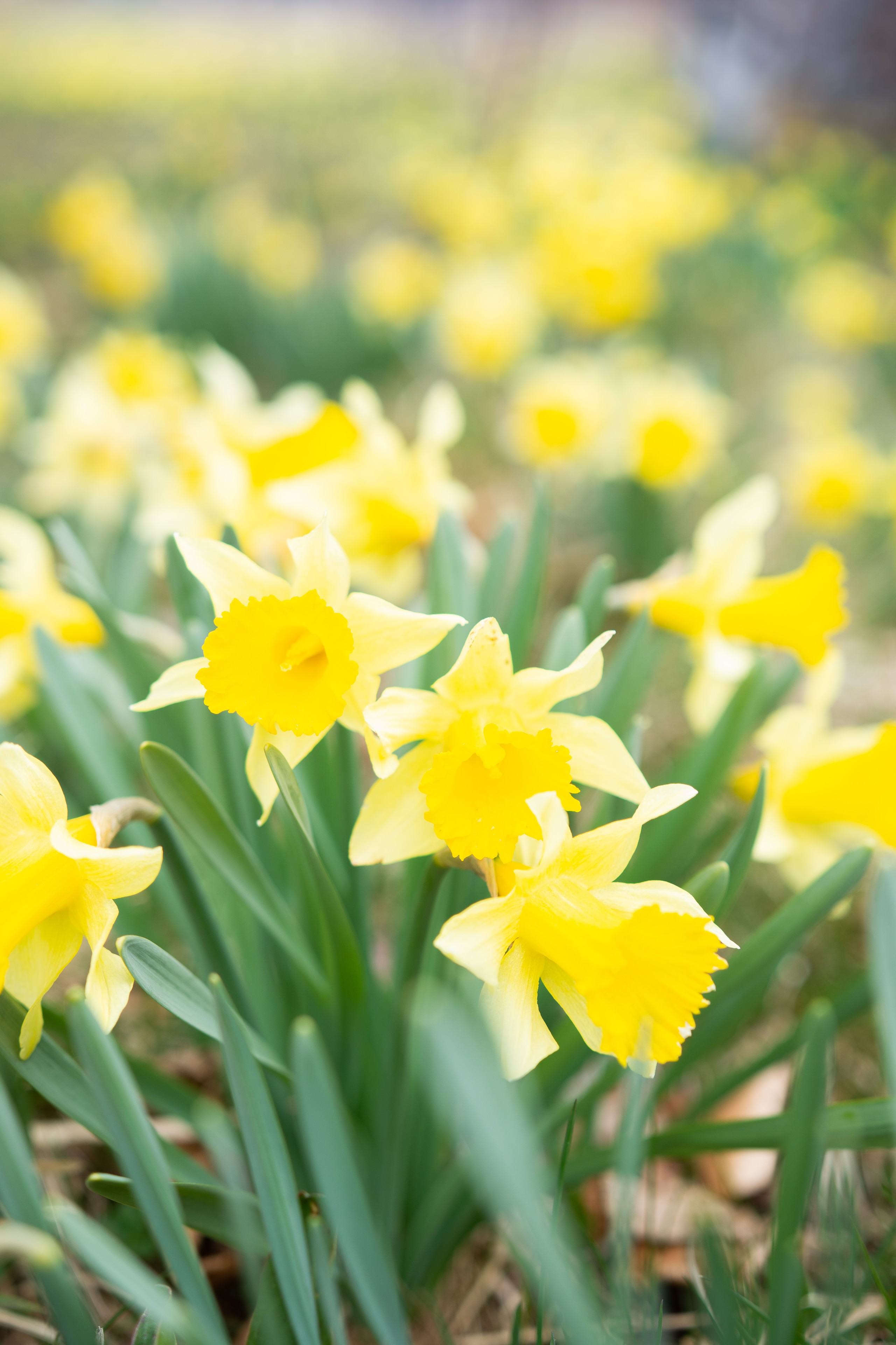 Fête des Jonquilles à Gerardmer dans les Vosges