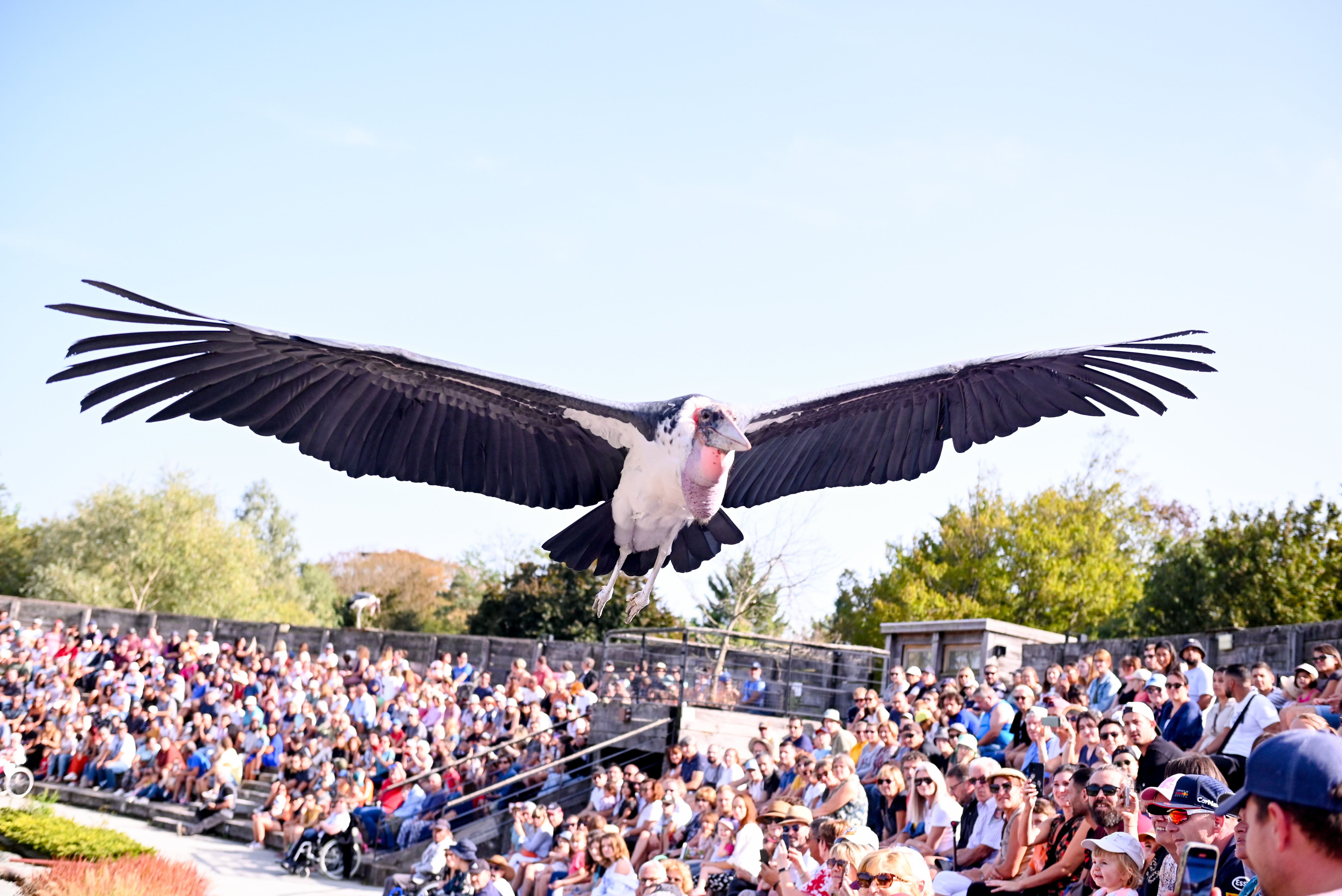 Vol d’un marabout d’Afrique au-dessus des spectateurs pendant le spectacle du Parc des Oiseaux.
