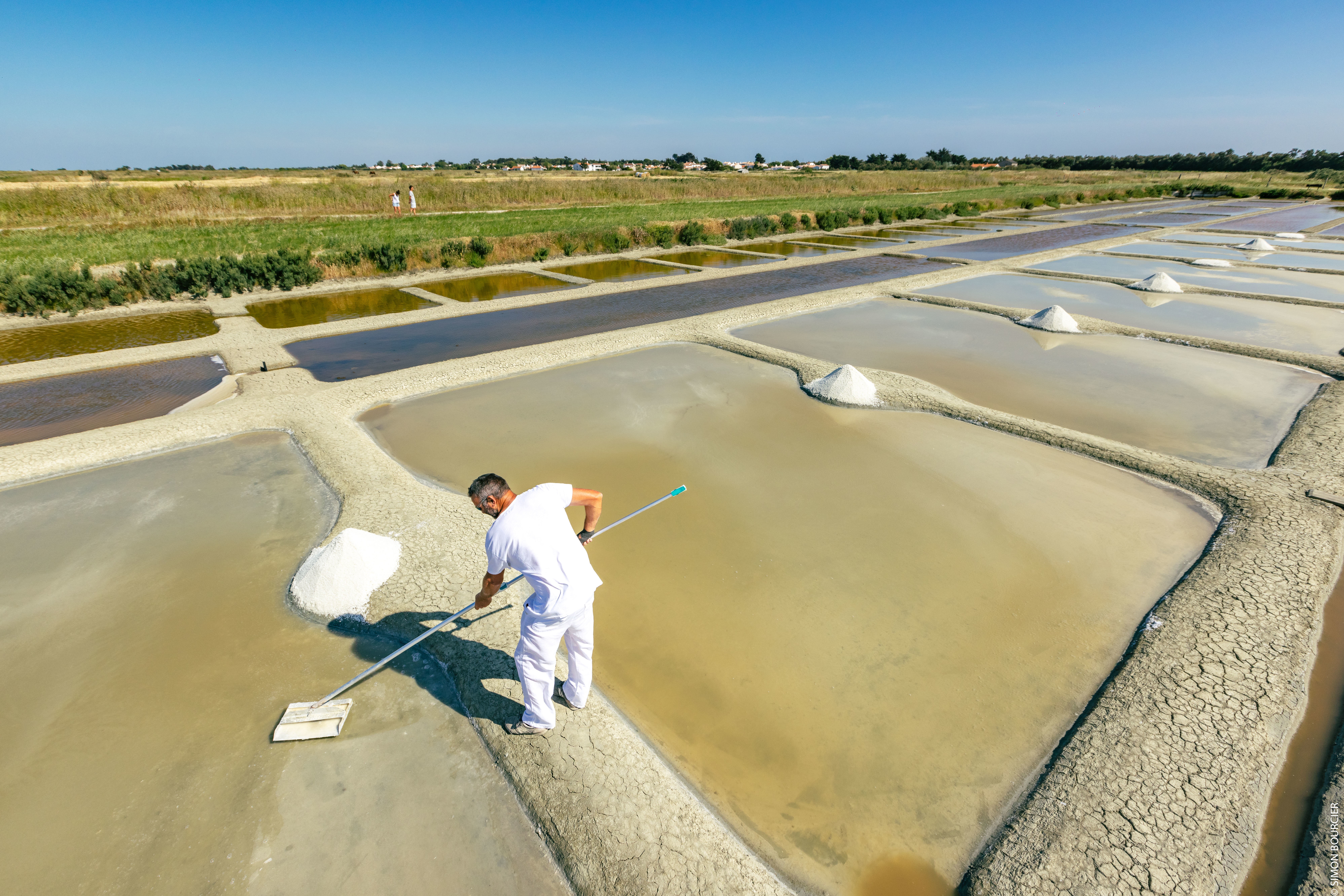 Saunier habillé de vêtements blanc récoltant le sel dans les marais salants de l’Épine à travers les champs