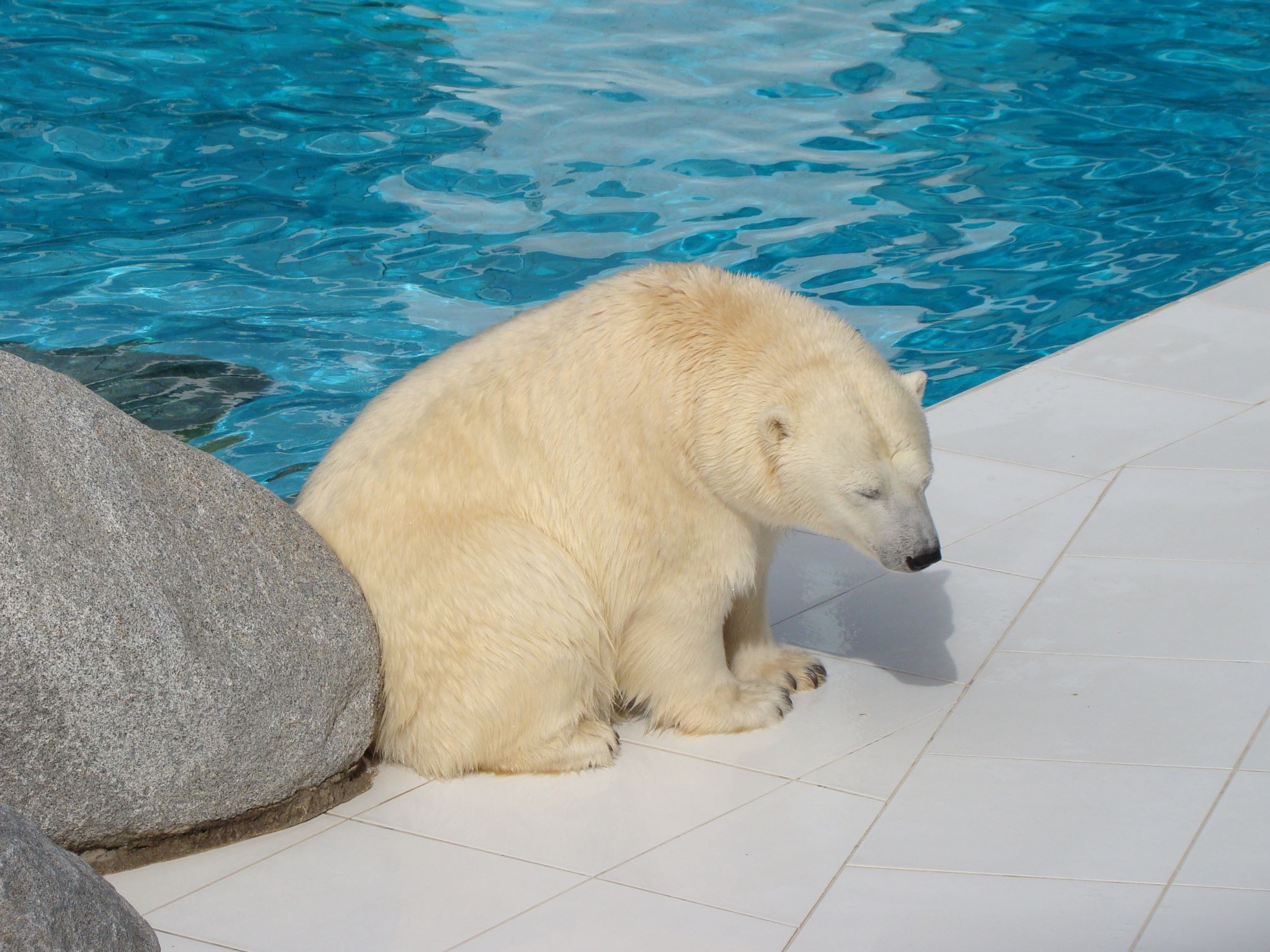 Un ours blanc assis devant sa piscine avec à sa gauche un rocher au zoo de la Palmyre