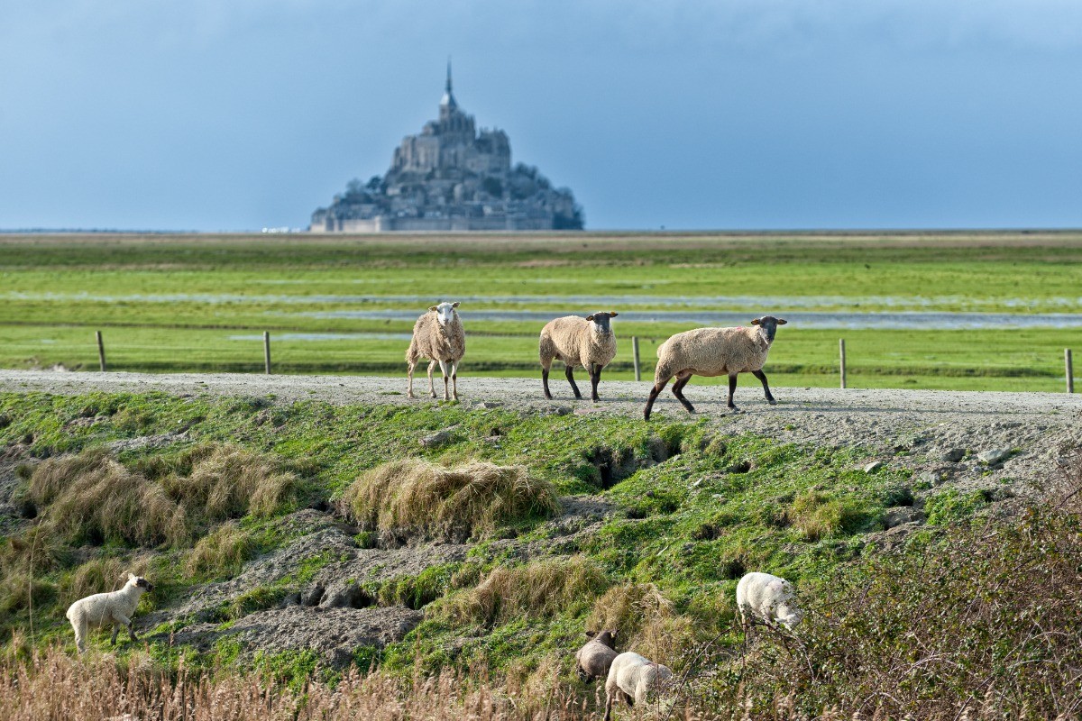 Le Mont-Saint-Michel et les prés salés
Crédits photos : CRTB LE-ROUGE-Marc