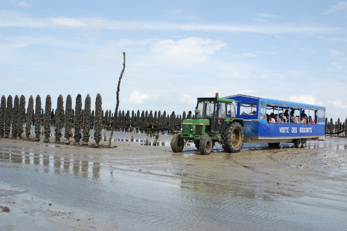 Visite des parcs à moules de bouchot en tracteur marin à Cherrueix dans la Baie du Mont Saint-Michel.