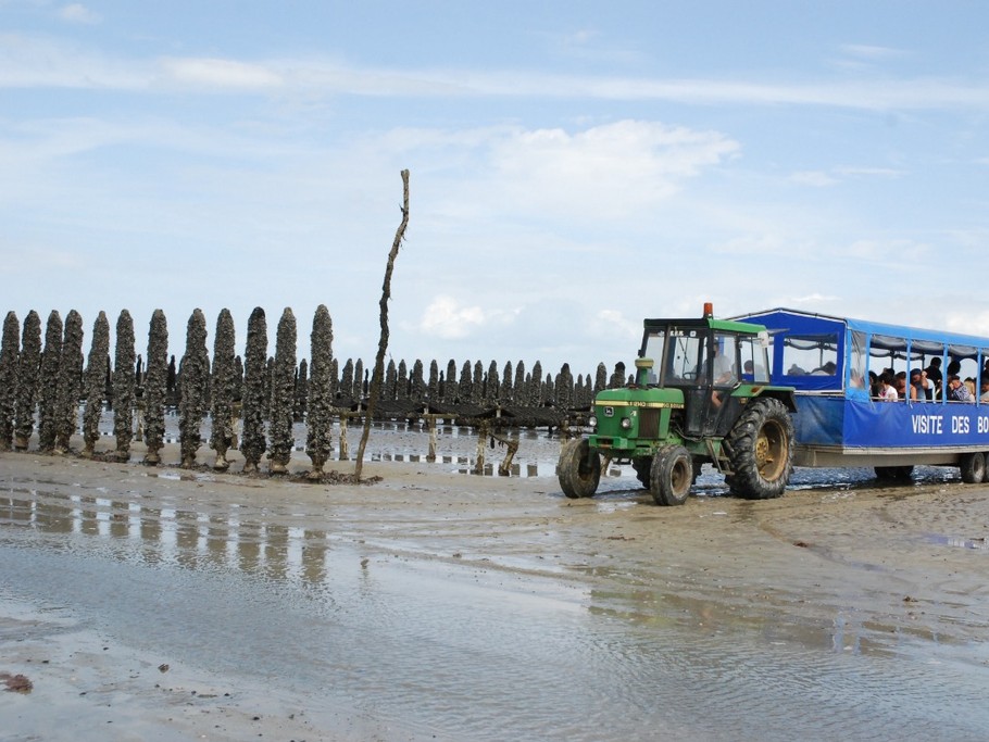 Visite des parcs à moules de bouchot en tracteur marin à Cherrueix dans la Baie du Mont Saint-Michel.