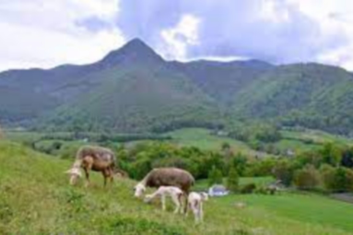 pastoralisme