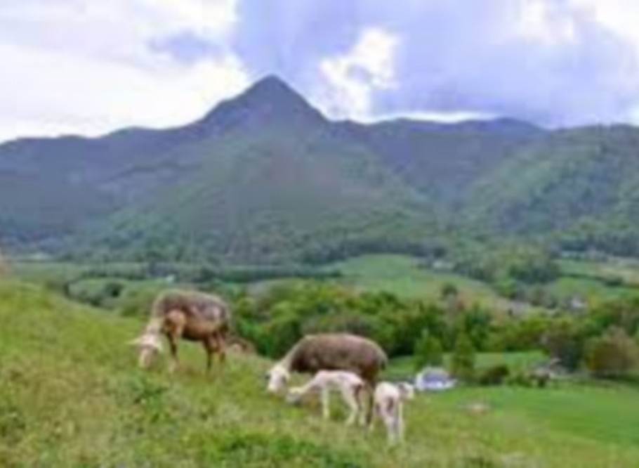 pastoralisme
