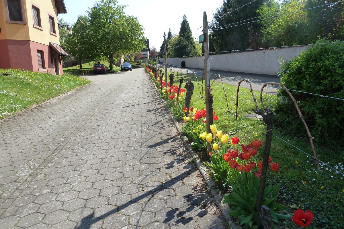Allée fleurie plantée de vignes