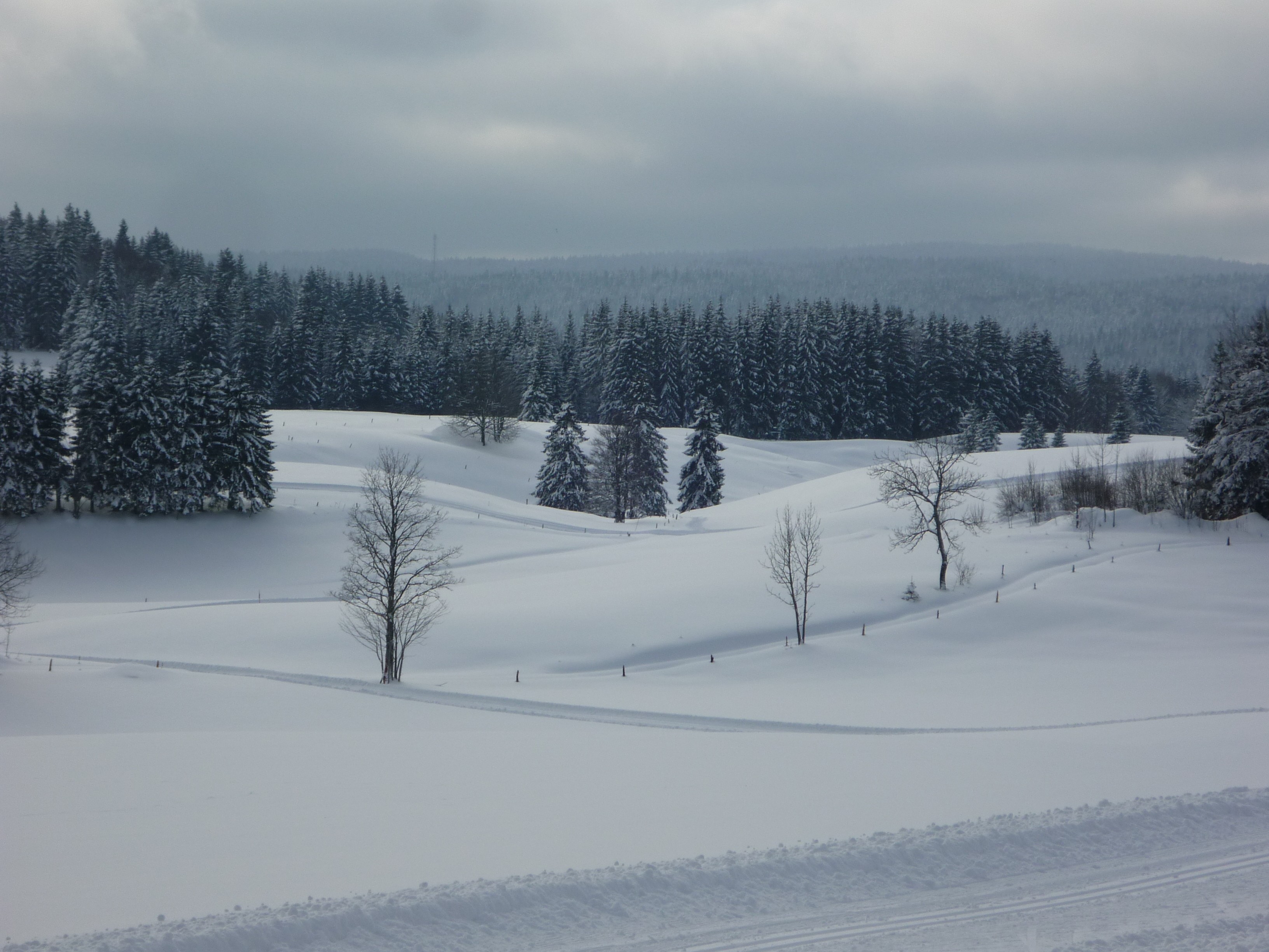ballade dans les prairies de morbier