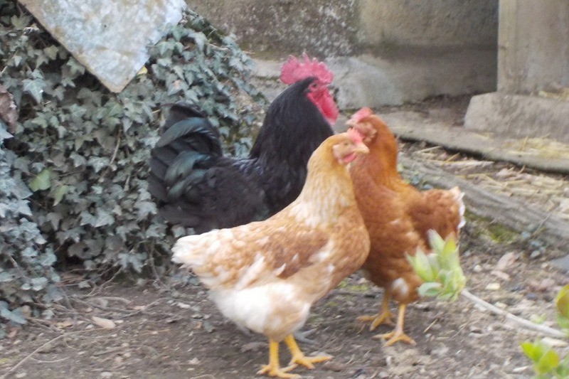 COQ GASCON