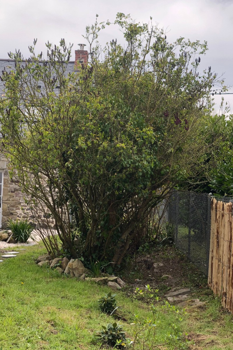 petits rhododendrons deviendront grands devant lilas