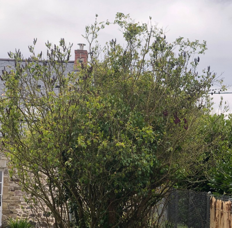 petits rhododendrons deviendront grands devant lilas