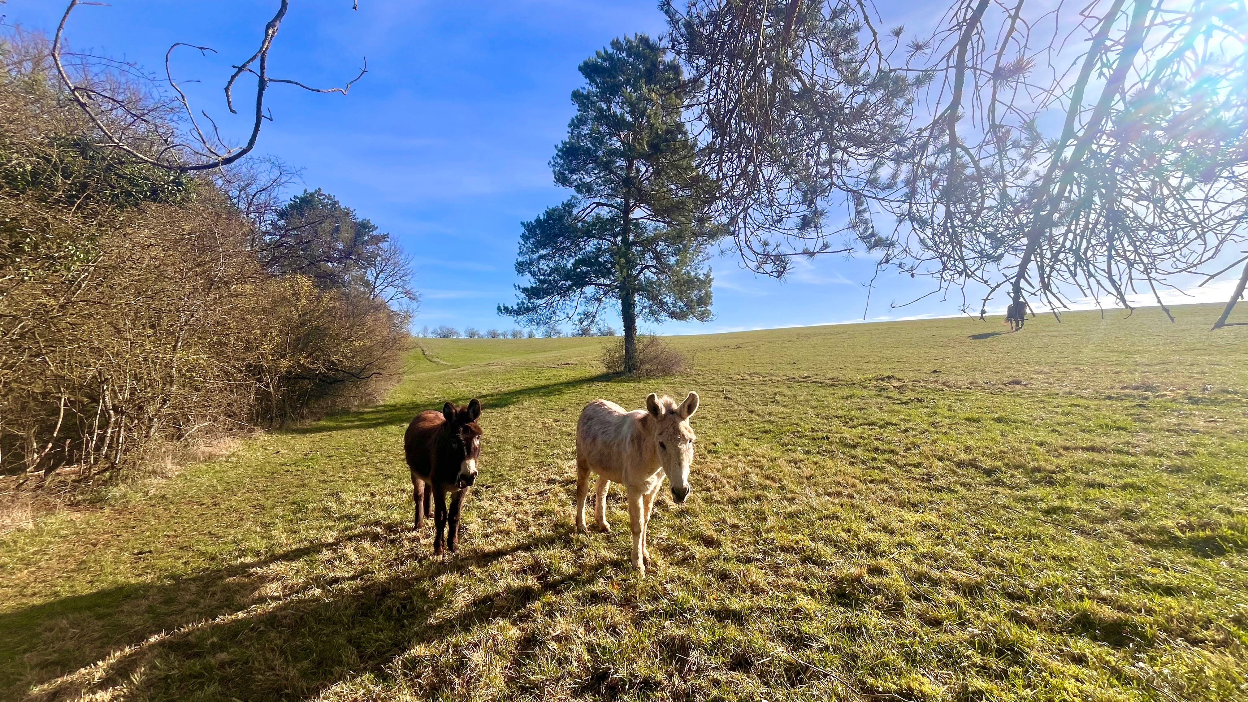 Animaux du domaine