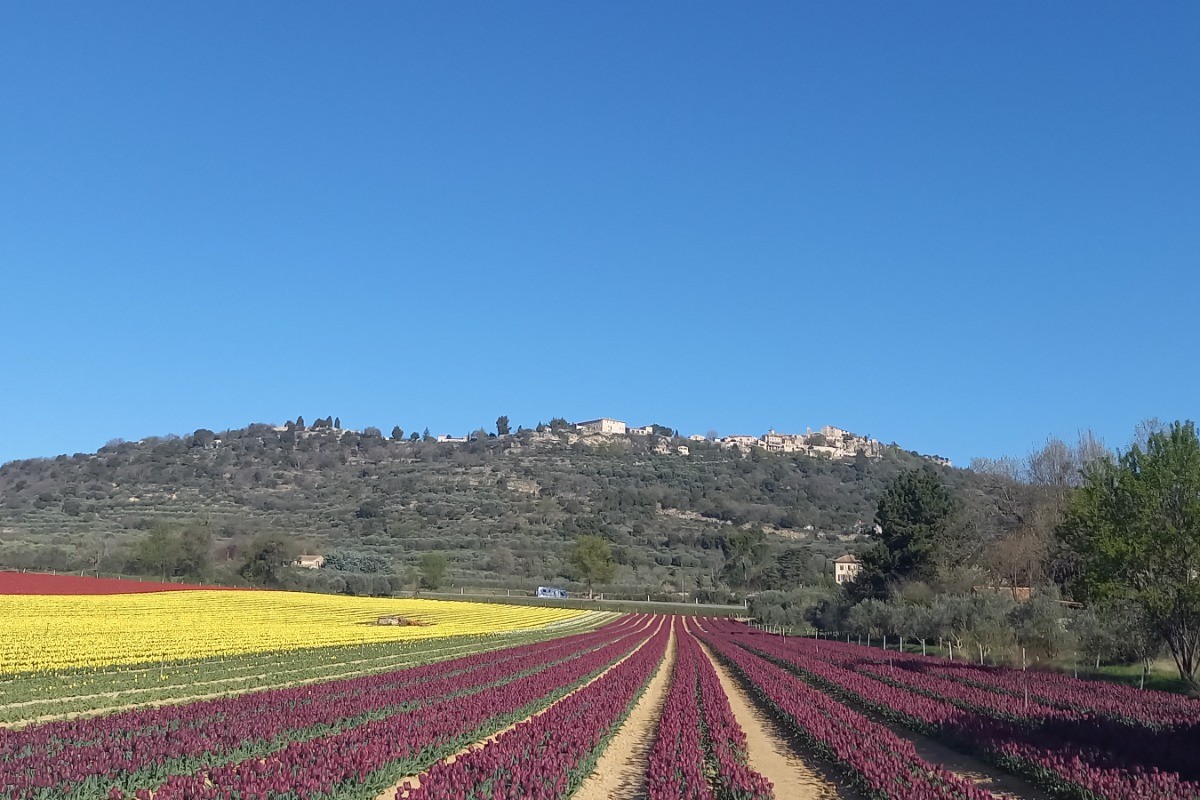 A la floraison des tulipes un parterre de couleurs ouvre vers le village de Lurs