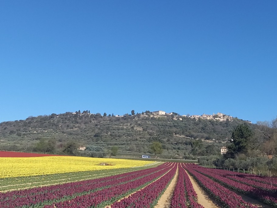 A la floraison des tulipes un parterre de couleurs ouvre vers le village de Lurs