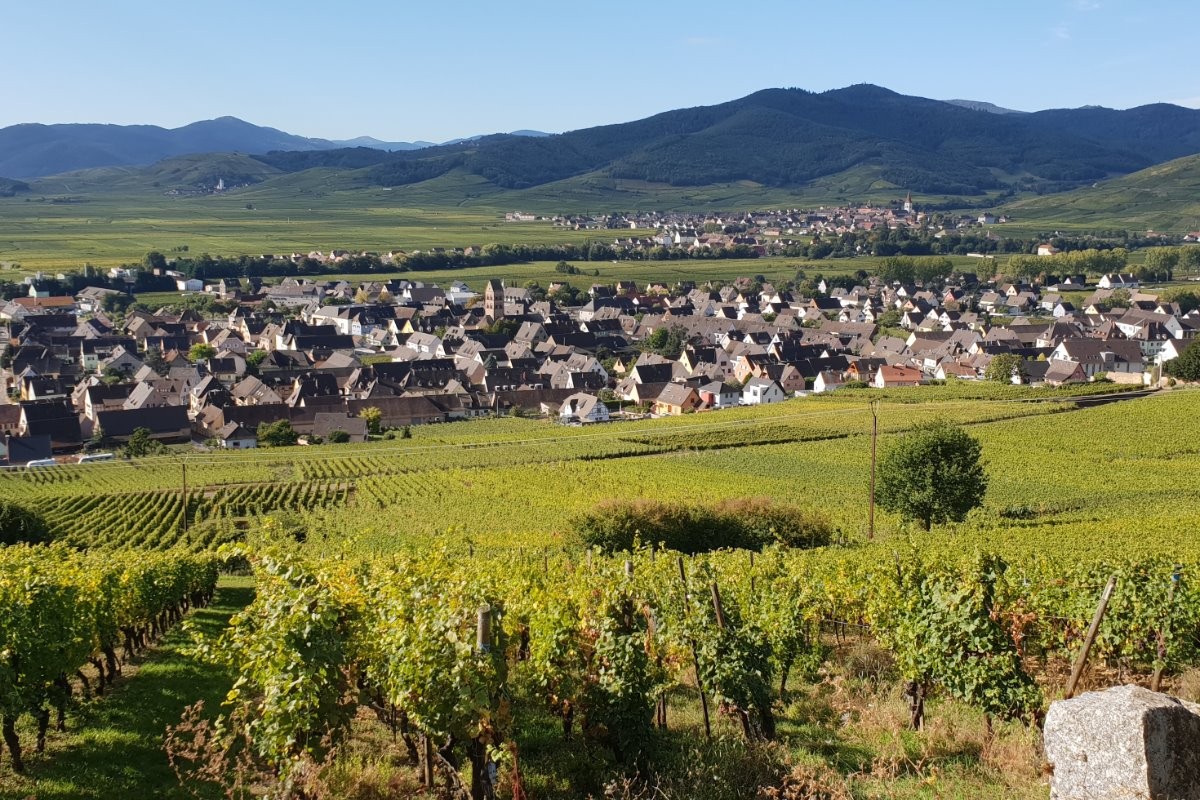 Sigolsheim vu des vignes