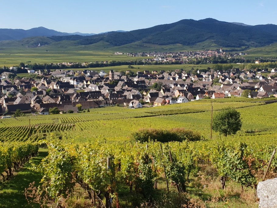 Sigolsheim vu des vignes