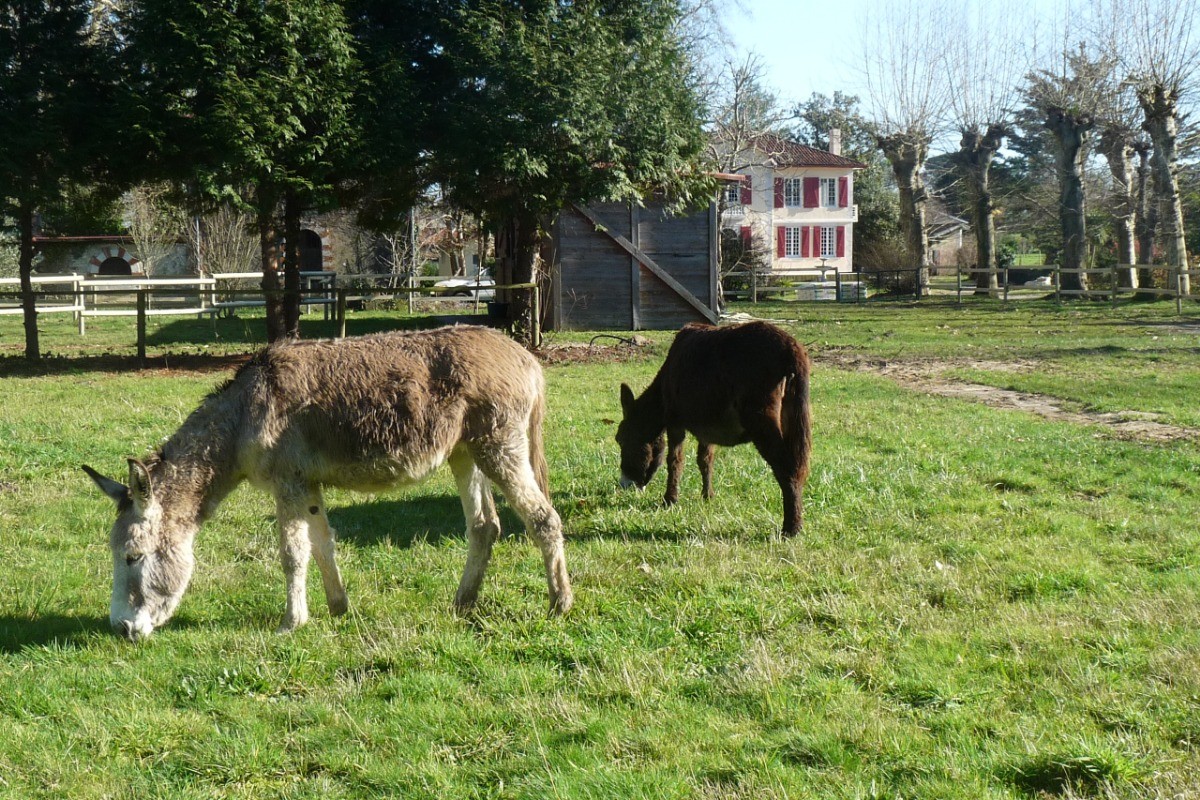 La prairie aux ânes