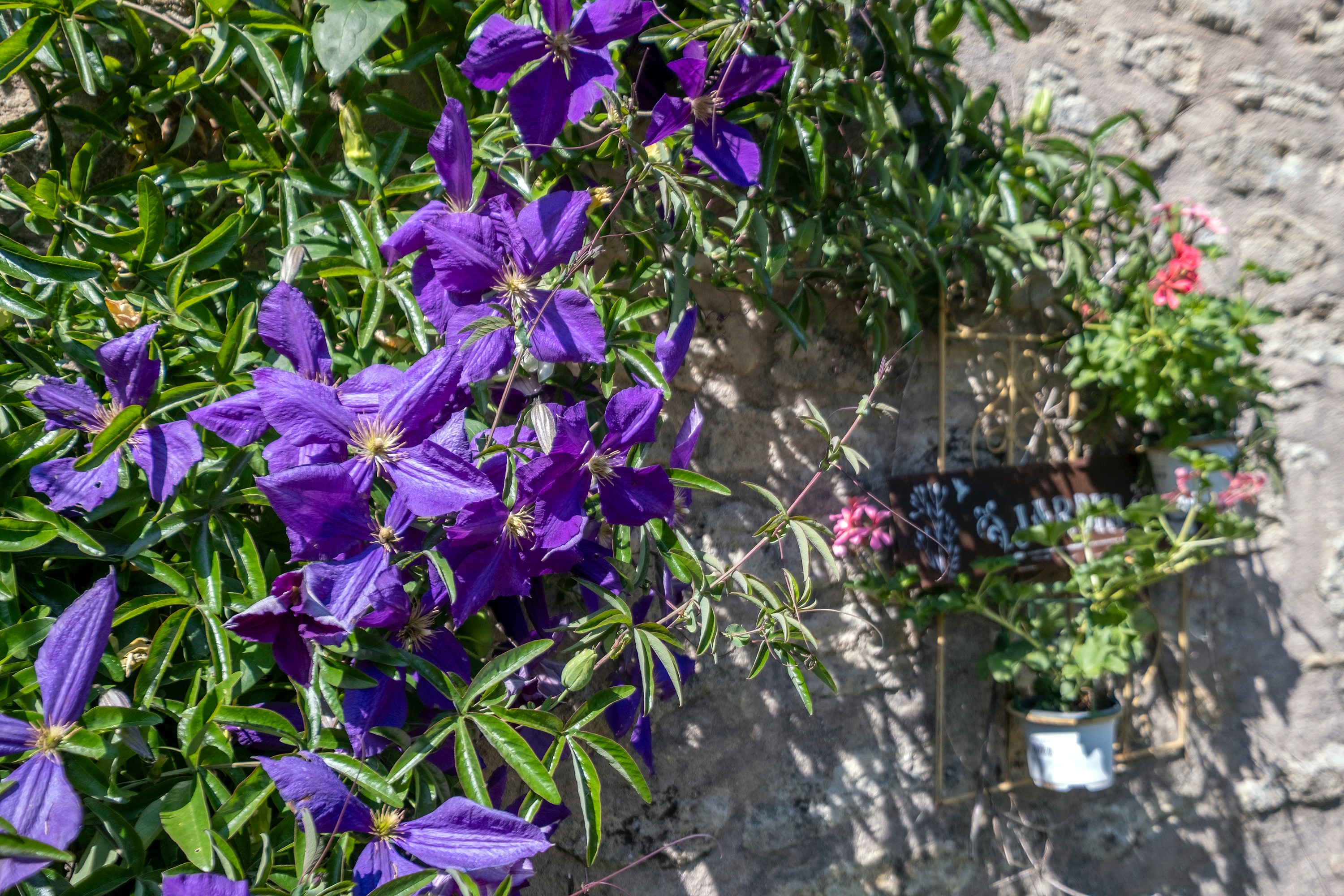 clématite au jardin