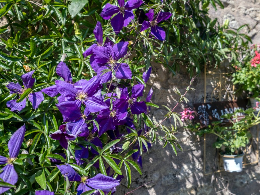 clématite au jardin