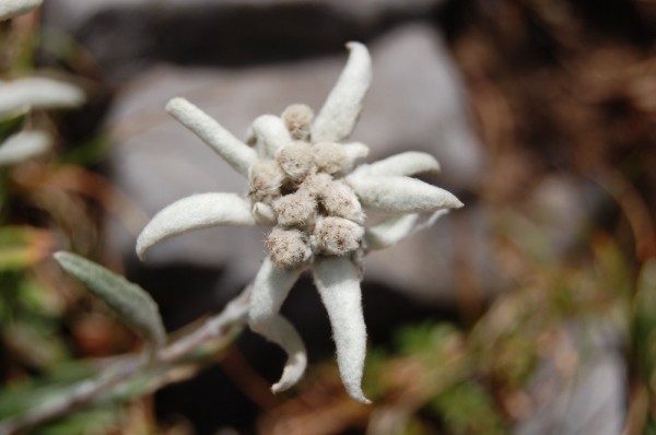 L'edelweiss, sur vos sentiers du Haut-Aragon voisin