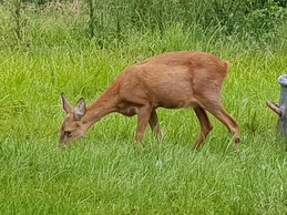 Quelques visiteurs... - Chalet familial Mauselaine - Séjour nature au cœur des Vosges