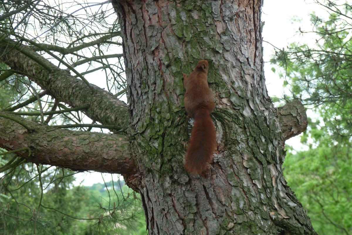 écureuils nature Domaine de la Griottière