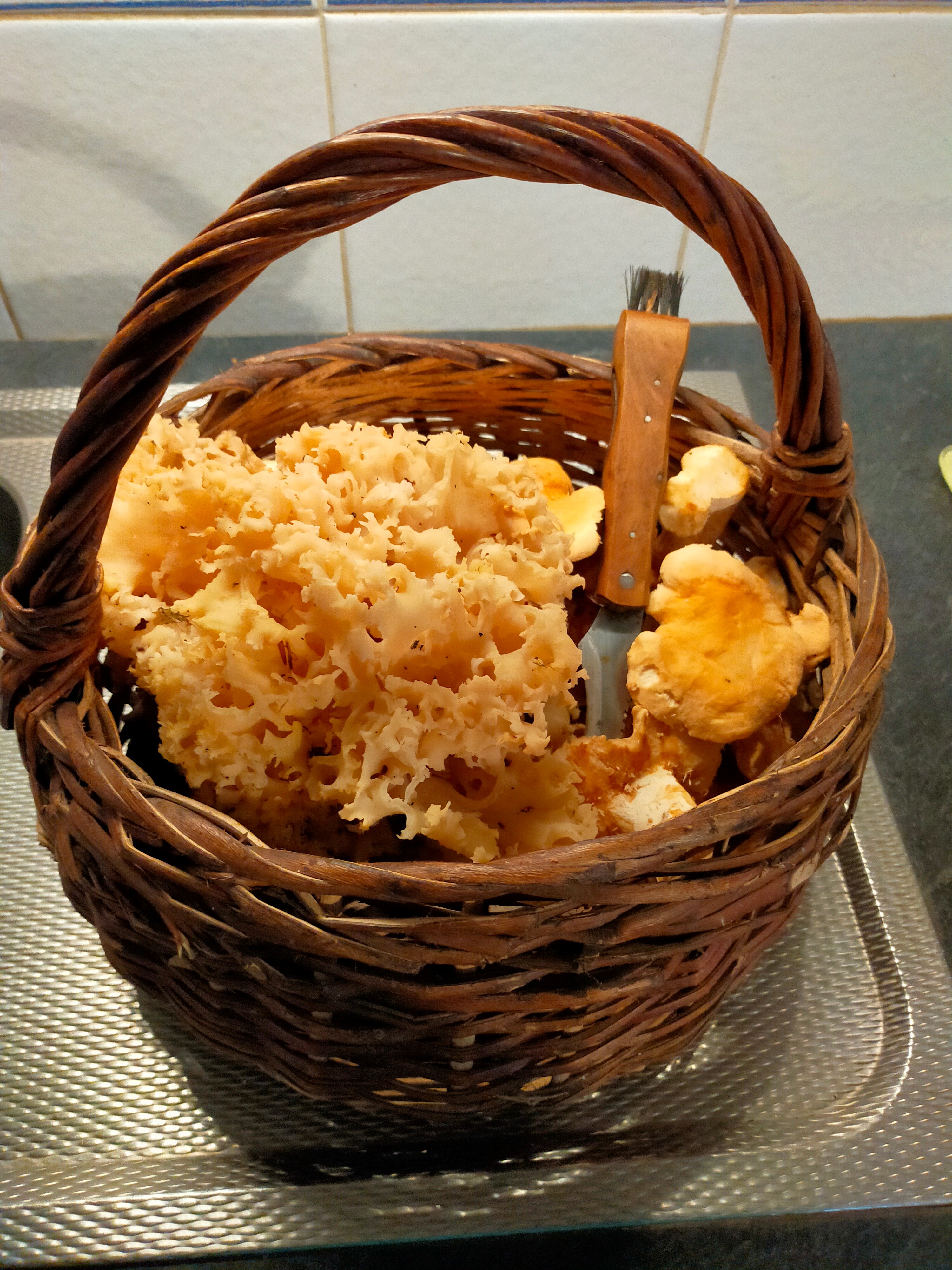 Cueillette de champignons dans la forêt