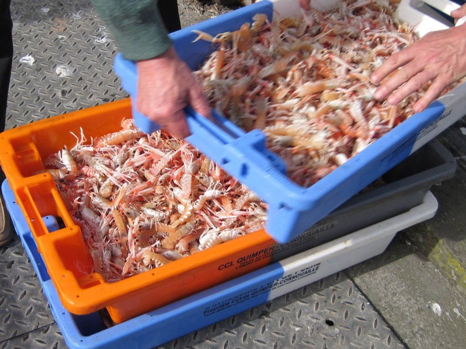 Débarquement des langoustines au port de Lesconil
