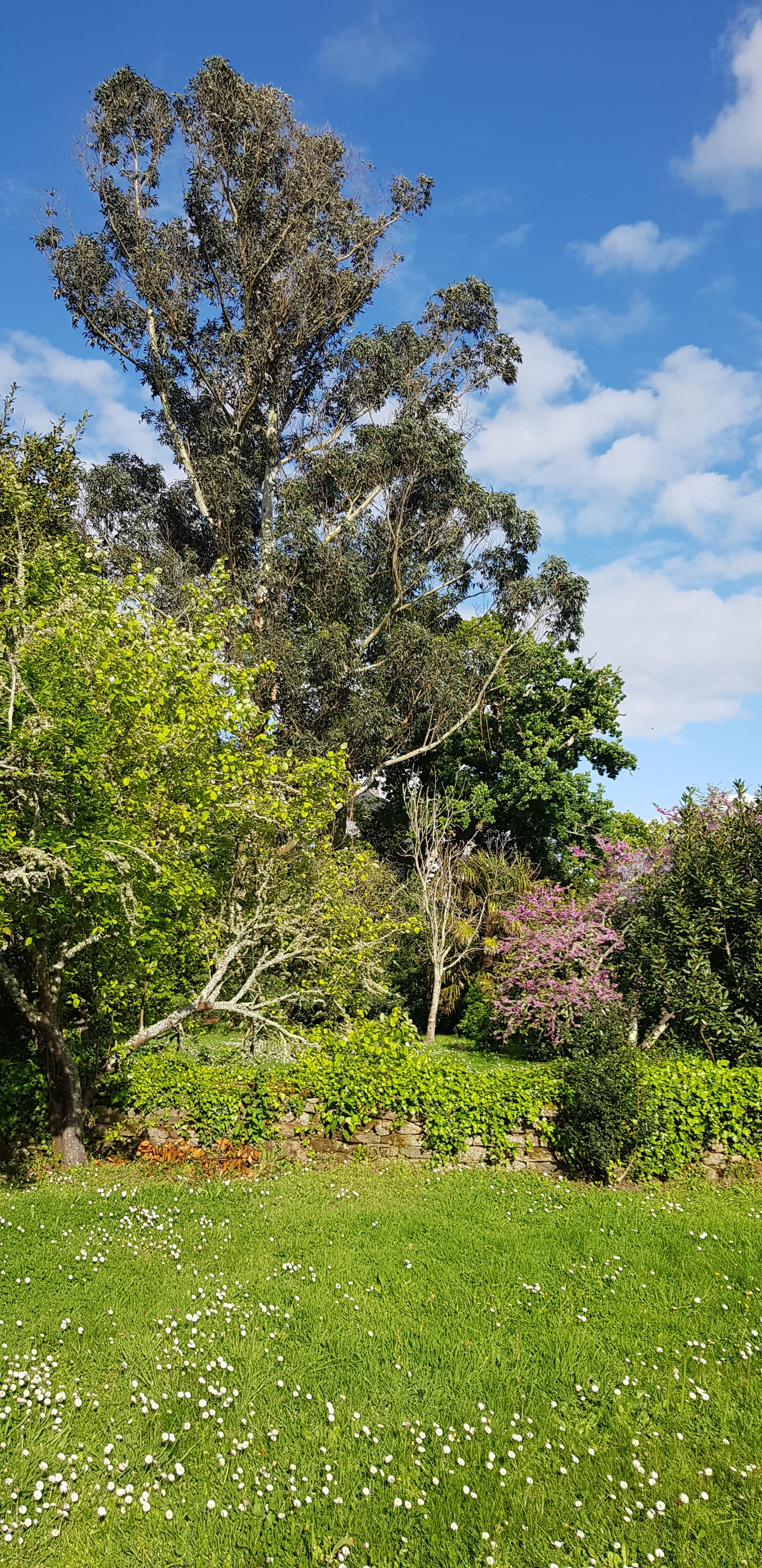 grand eucalyptus dans le parc